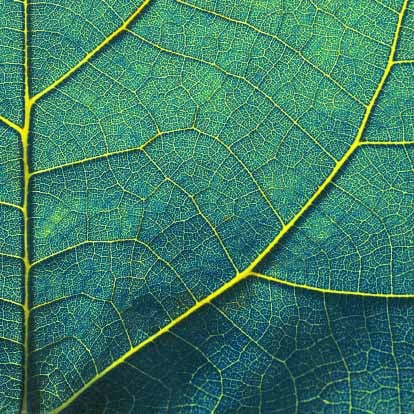 Close-up of a green leaf showing intricate vein patterns.