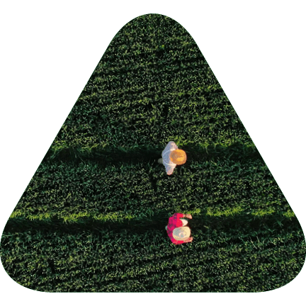 two individuals walking through a thriving field of green produce