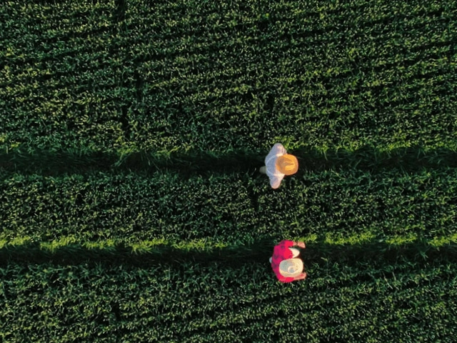 two individuals walking through a thriving field of green produce